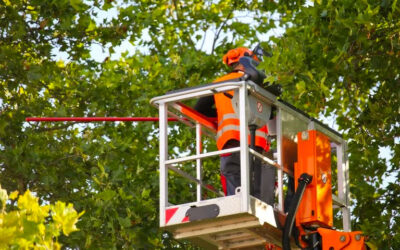 When To Call A Professional Tree Services Near You